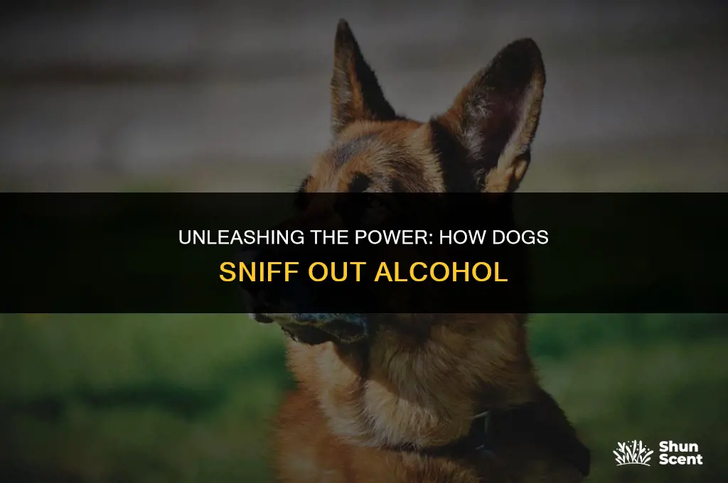 how good can dogs smell alcohol