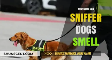Unleashing the Power: The Incredible Sense of Smell in Sniffer Dogs