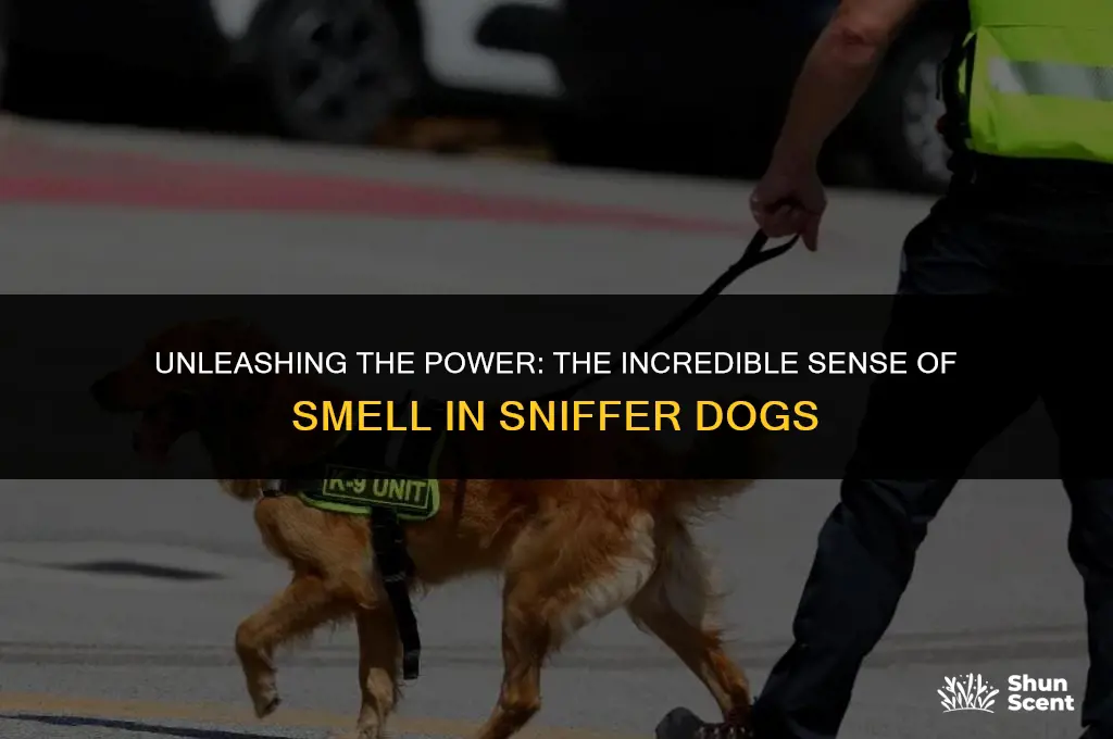 how good can sniffer dogs smell