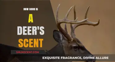 Unveiling the Extraordinary Sensory Power of a Deer's Scent Detection