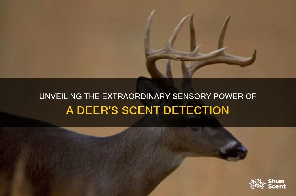 how good is a deer