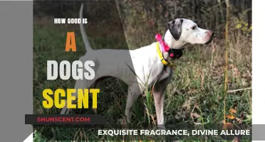 Unleashing the Power: Exploring the Extraordinary Scent Abilities of Dogs