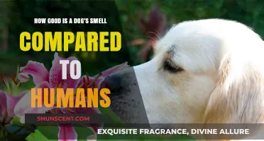 Unleashing the Power: A Dog's Sense of Smell vs. Humans