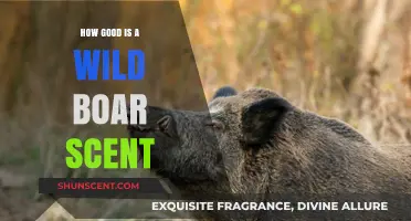 Wild Boar Scent: Unveiling Its Potency and Hunting Effectiveness