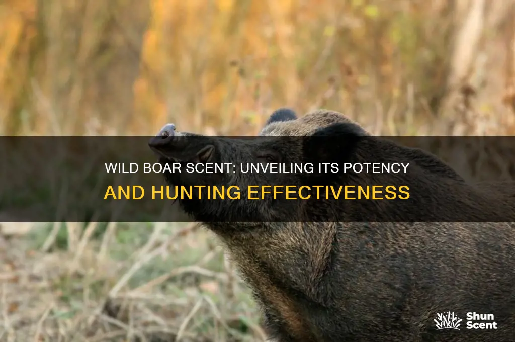 how good is a wild boar scent