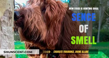 Unleashing the Power: Hunting Dogs' Incredible Sense of Smell