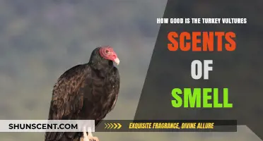 Turkey Vultures' Remarkable Sense of Smell: Uncovering Their Olfactory Abilities