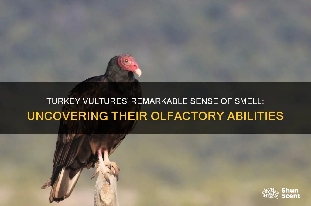 how good is the turkey vultures scents of smell
