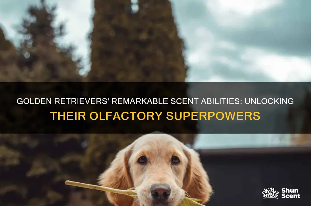 how good to golden retrievers scent