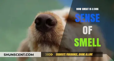 Unleashing the Power: A Dog's Incredible Sense of Smell