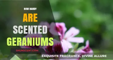 Scented Geraniums: Unveiling Their Surprising Hardiness and Resilience