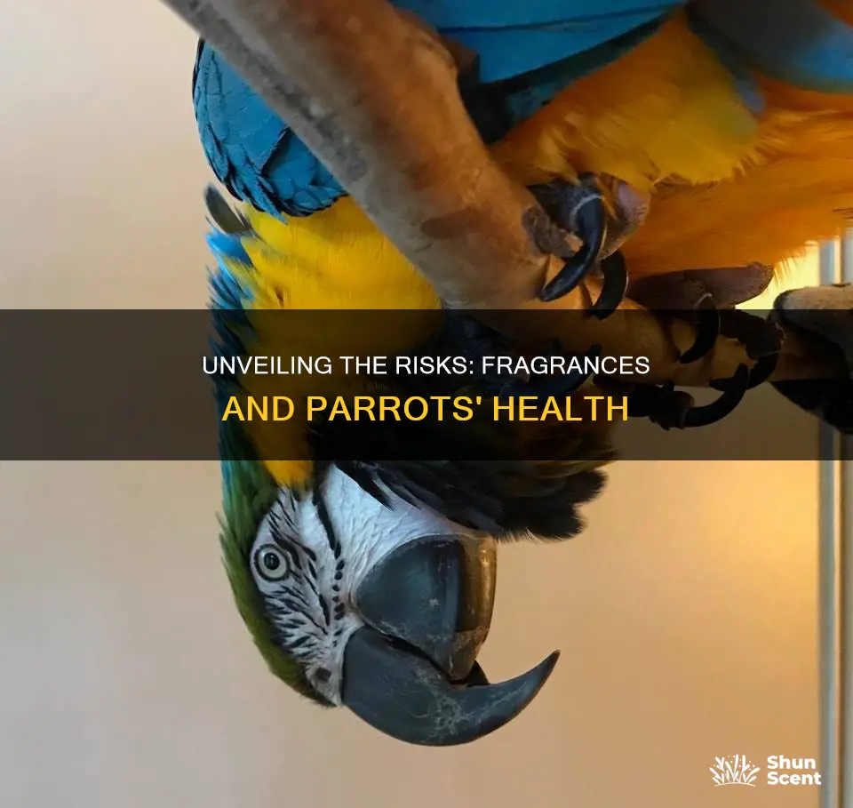 how harmful are fragrances to parrots