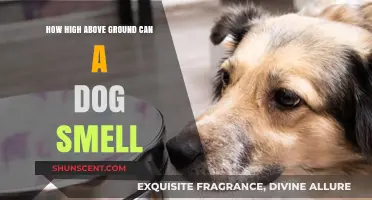 Unleashing the Power: How High Above Ground Can a Dog Smell?