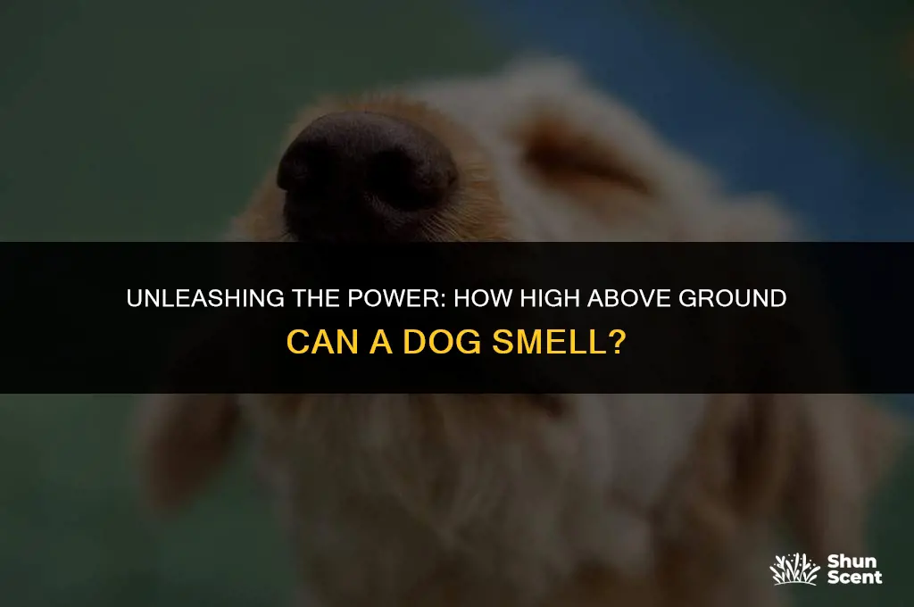 how high above ground can a dog smell