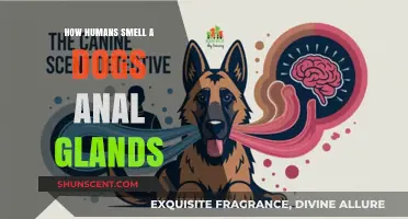 Decoding Canine Scents: The Science Behind How We Smell Dog Anal Glands