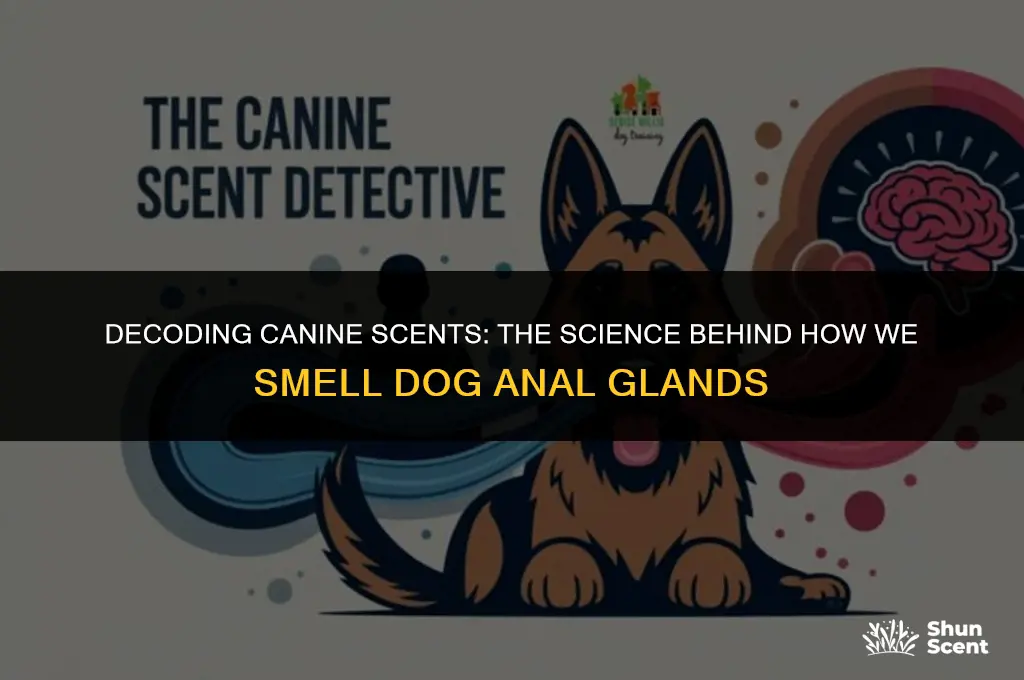 how humans smell a dogs anal glands