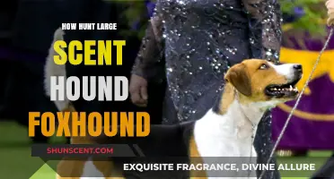 Mastering the Art of Hunting with Large Scent Hound Foxhounds