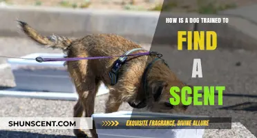 Mastering Scent Detection: How Dogs Are Trained to Find Specific Scents