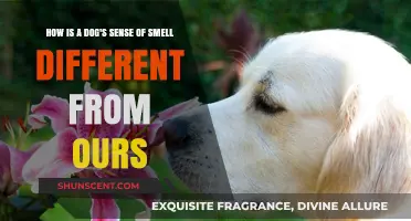 Unleashing the Secrets: A Dog's Extraordinary Sense of Smell Explained