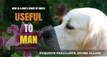 Unleashing the Power: How Dogs' Incredible Sense of Smell Benefits Mankind