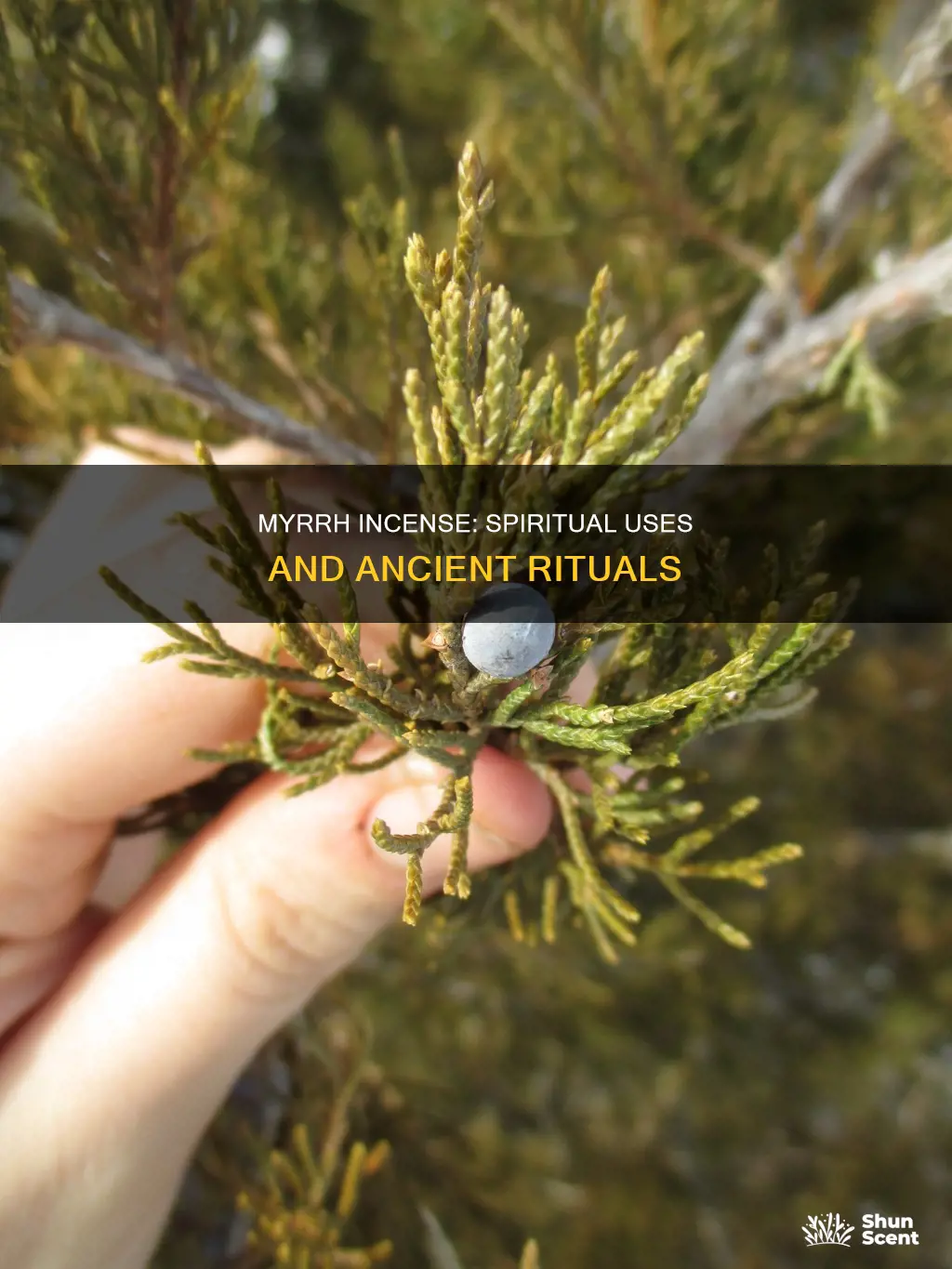 how is myrrh incense used spiritually