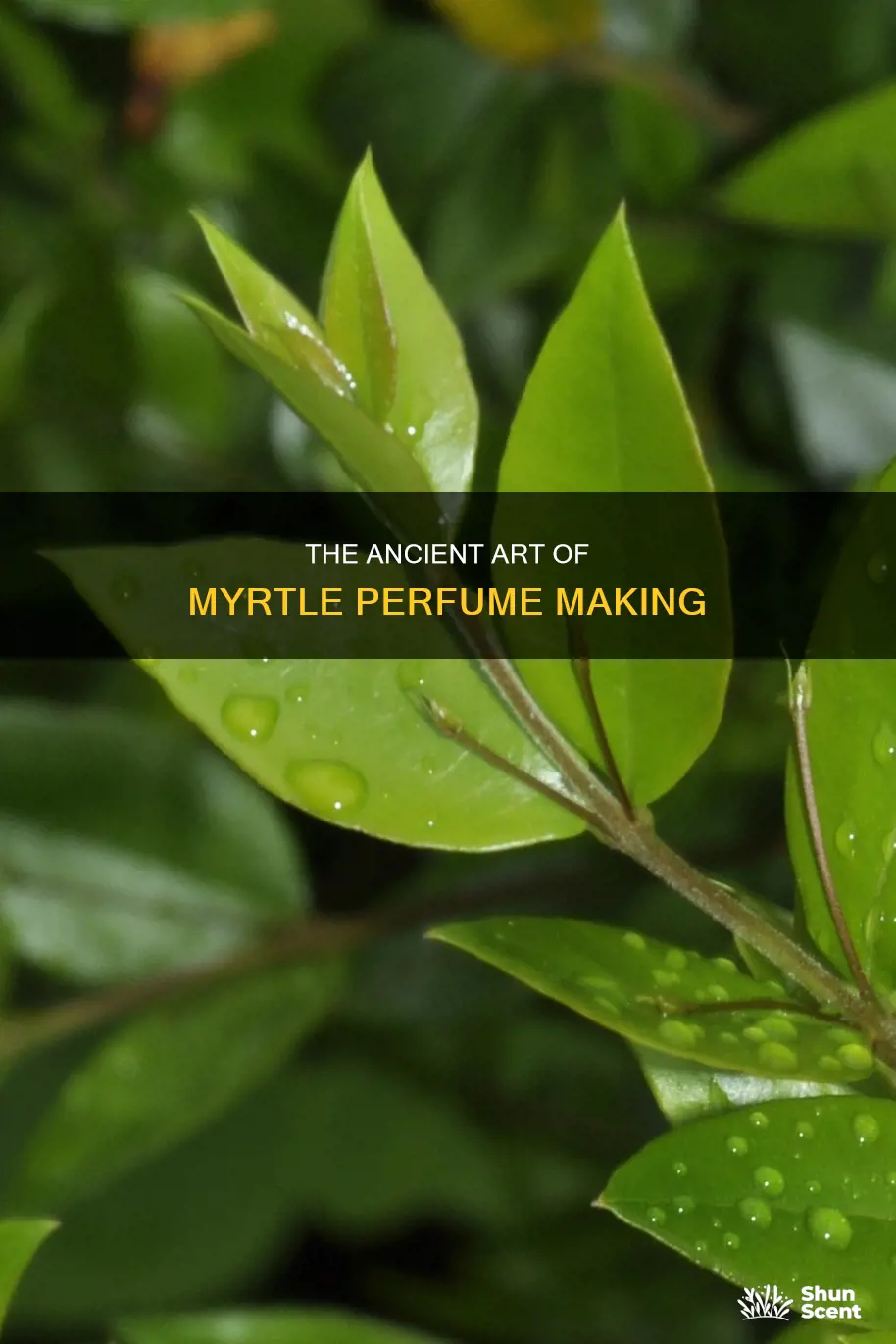 how is perfume made from the mrytus communis