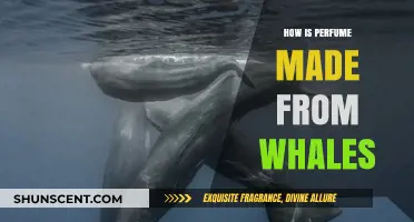 The Dark History of Whale-Derived Perfumes