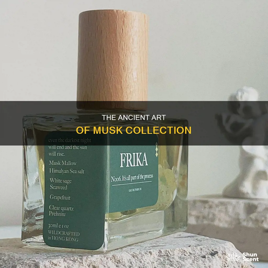 how is perfume musk collected