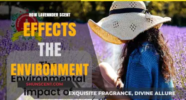 Lavender's Aromatic Influence: Environmental Impacts and Ecological Benefits Explored