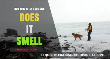 Understanding the Posthumous Odor Timeline in Canines