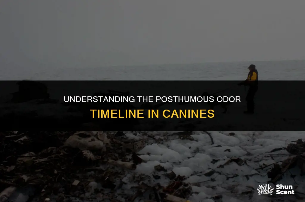 how long after a dog dies does it smell