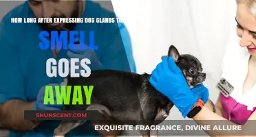 Understanding the Timeline: How Long Does It Take for Dog Gland Smell to Fade?