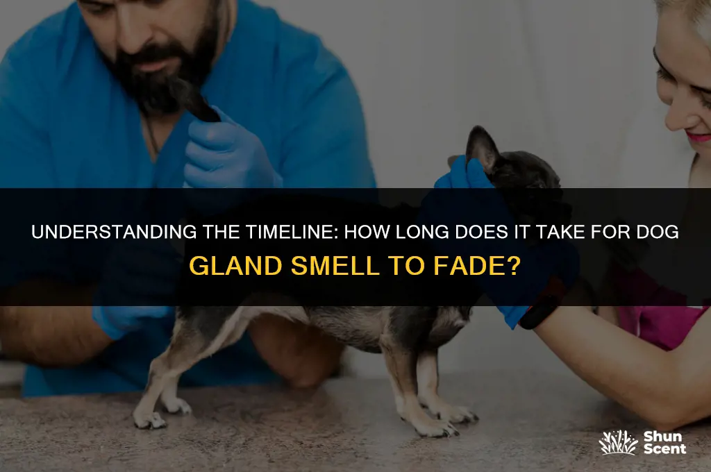 how long after expressing dog glands till smell goes away