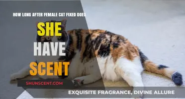 Post-Spay Scent in Female Cats: Duration and Considerations