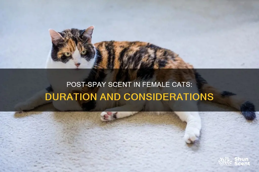 how long after female cat fixed does she have scent
