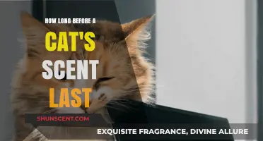 Understanding the Duration of a Cat's Scent Marking in Your Home