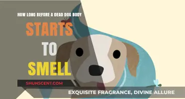 The Unpleasant Reality: Decomposition Timeline of a Deceased Dog