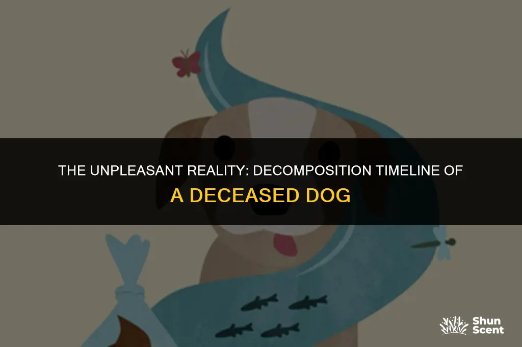 how long before a dead dog body starts to smell