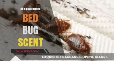 Detecting Bed Bug Scents: How Long Before Infestation Signs Appear?