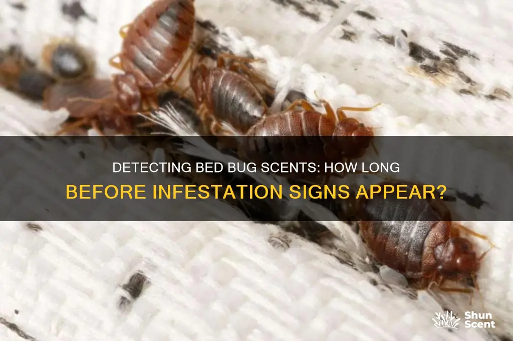 how long before bed bug scent