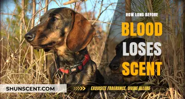 How Long Does Blood Retain Its Scent for Tracking Purposes?