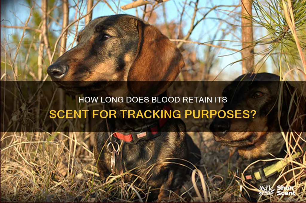 how long before blood loses scent