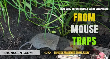 How Long Does Human Scent Last on Mouse Traps?