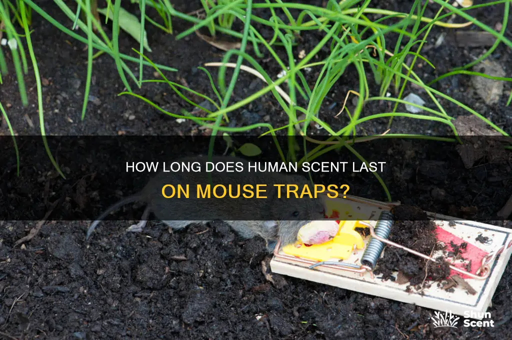 how long before human scent disappears from mouse traps