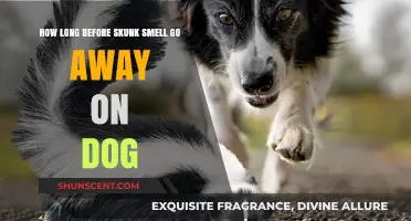 Effective Tips to Eliminate Skunk Odor from Your Dog Quickly