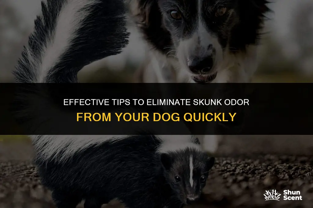 how long before skunk smell go away on dog