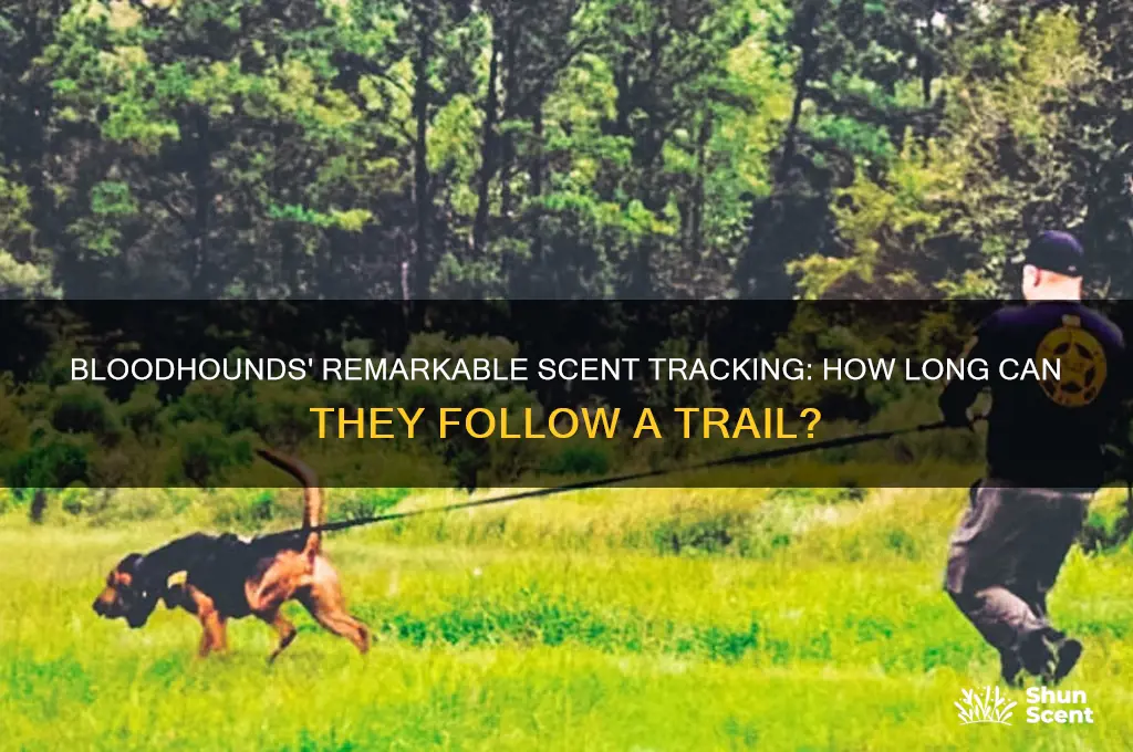 how long can a bloodhound pick up a scent