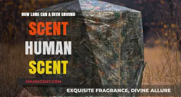 How Long Can Deer Detect Human Scent on the Ground?