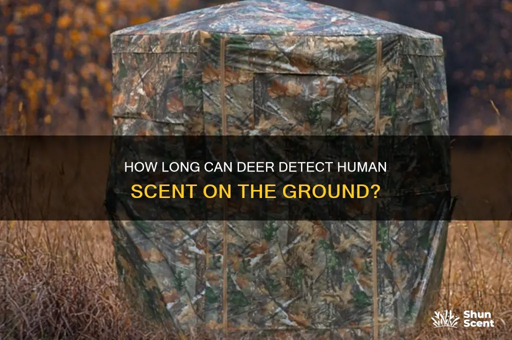 how long can a deer ground scent human scent