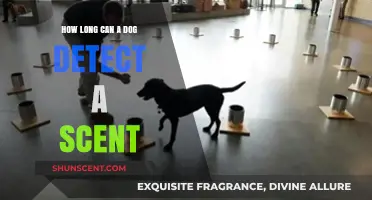 How Long Can Dogs Detect Scents? Uncovering Their Olfactory Abilities